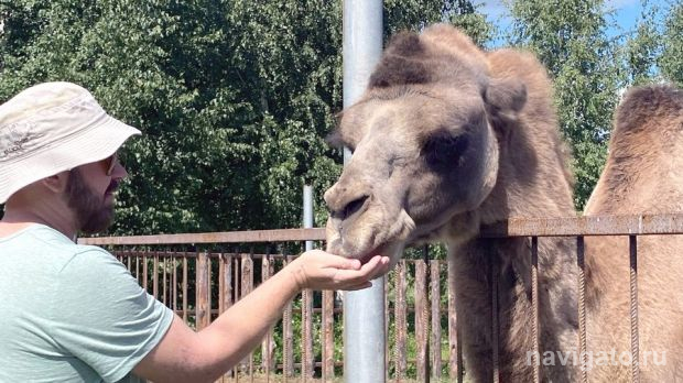 Нежный Вася и танцы страусов