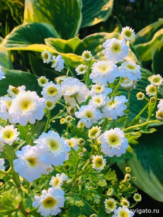 Ночные воришки