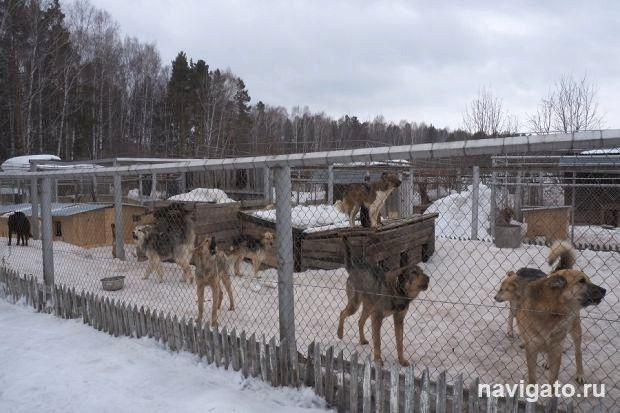 О бездомных животных
