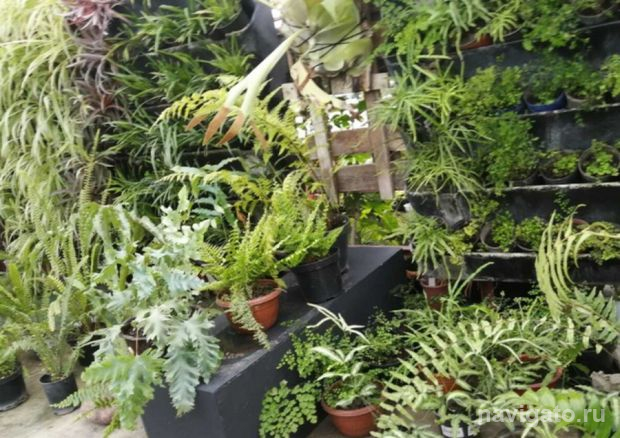 О комнатных растениях