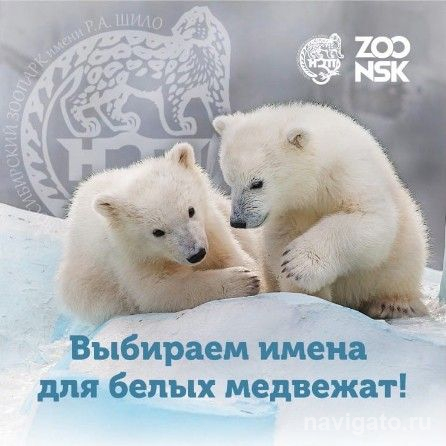 Объявили имена медвежат