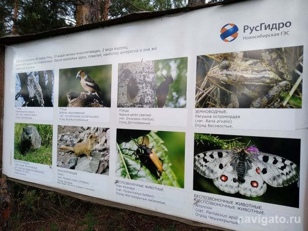 Обновляют экотропу