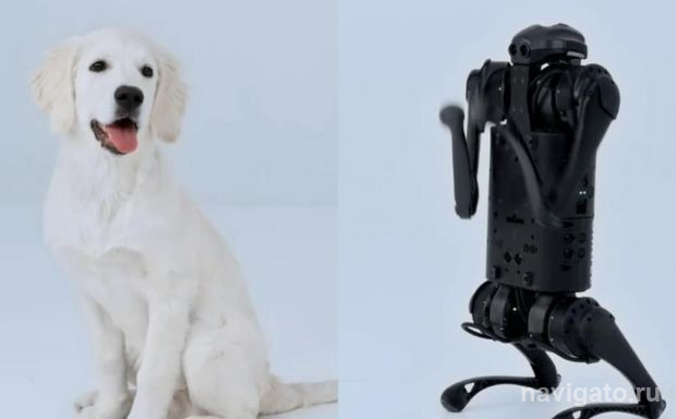 Обучение робота-собаки
