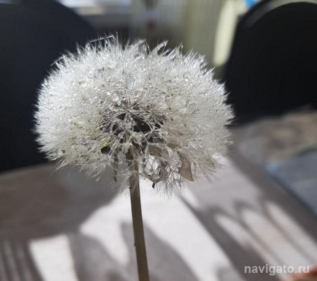 Опекунам и попечителям