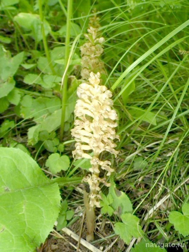 Орхидеи в Академгородке