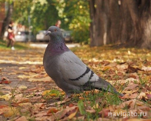 Осторожно: голуби!