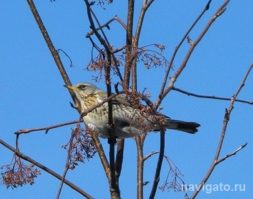 Пересеклись в Новосибирске