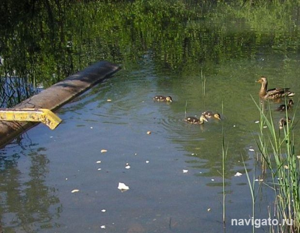 Переселите бобра
