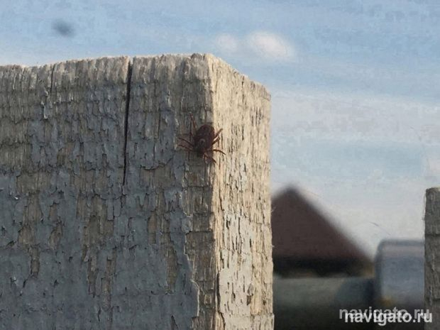 Первый в году укус клеща