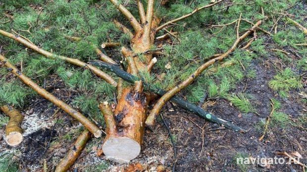 Плата за снос деревьев