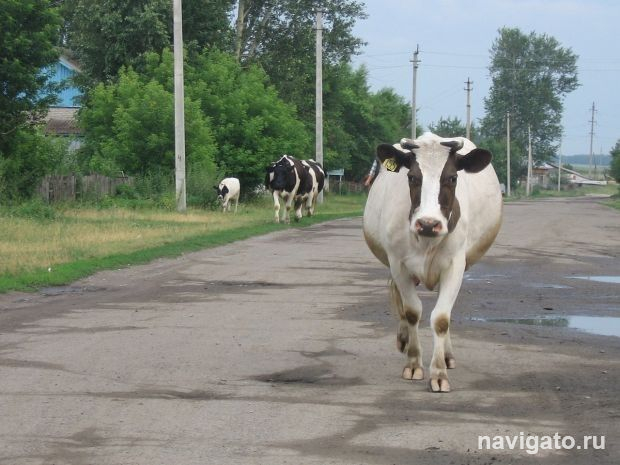 Почему коровы не мёрзнут?