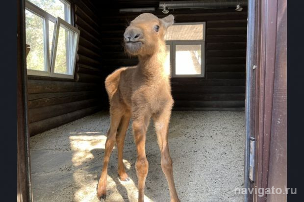 Погиб ещё один лось