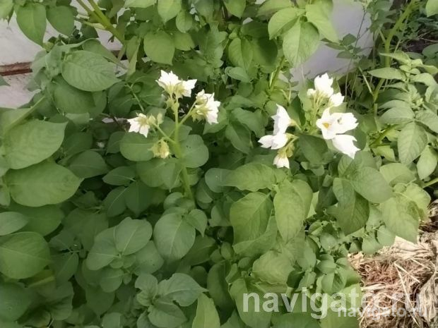 Пойдём сажать картошку?