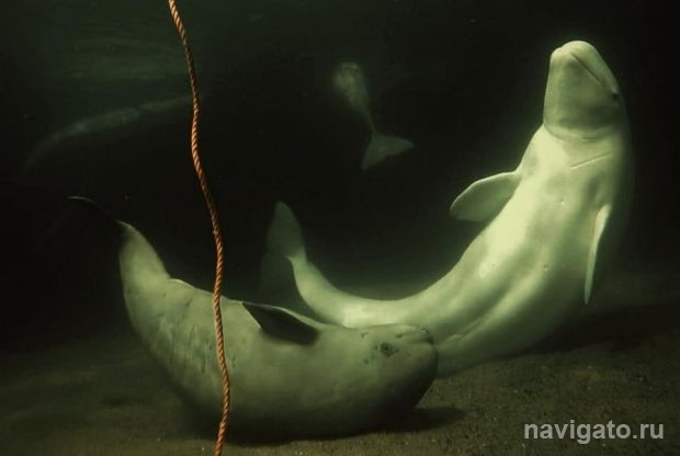 Про китов и Арктику