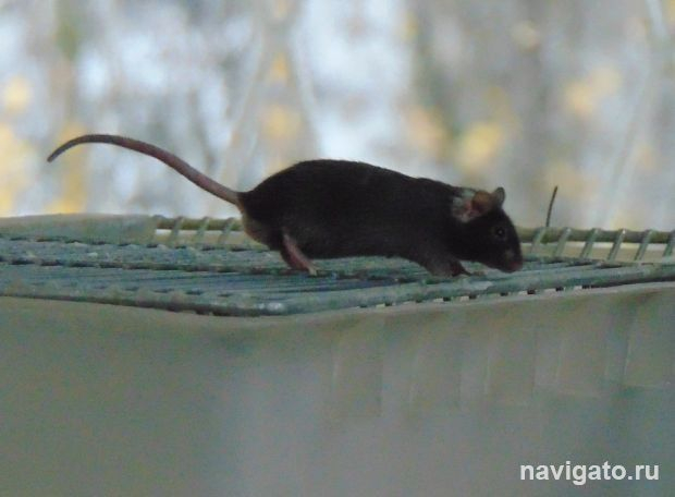 Путешествие наночастиц