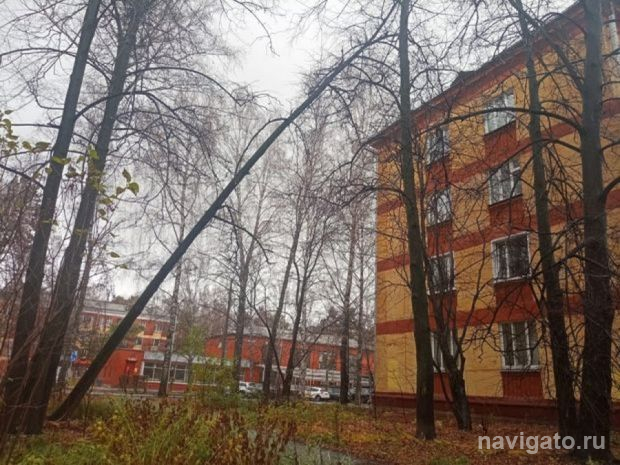 Работы в лесах Академгородка