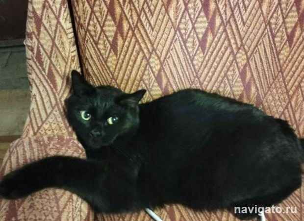 Реабилитация животных в Щ