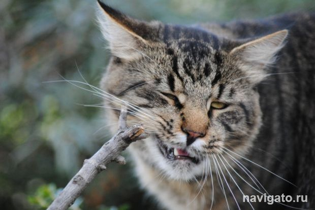 Рога и копыта