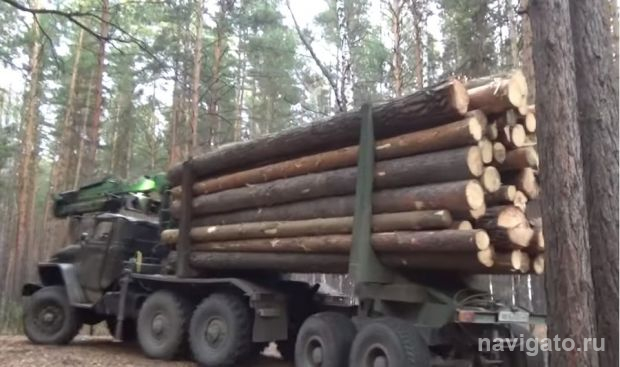 Рубили сосны – наломали дров?