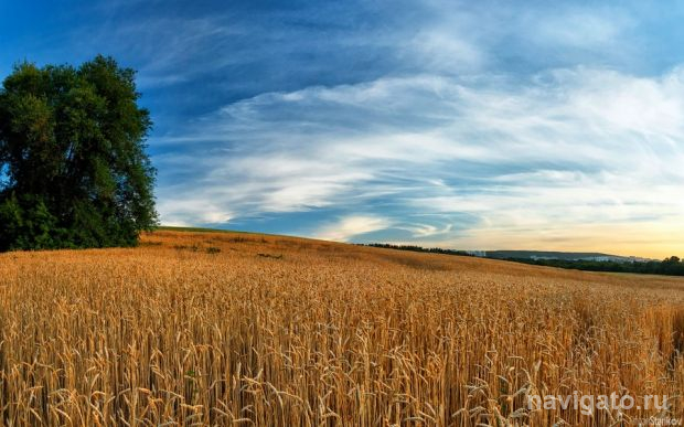 Сорта для наших полей
