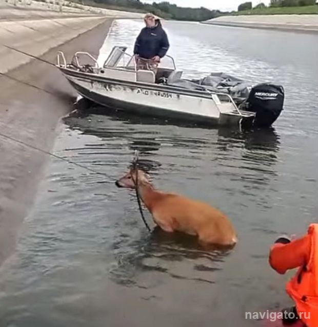 Спасение косуль