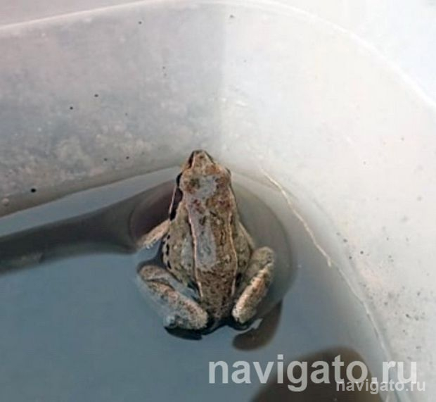 Спасение лягушек