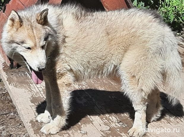 Услышат ли народ депутаты?