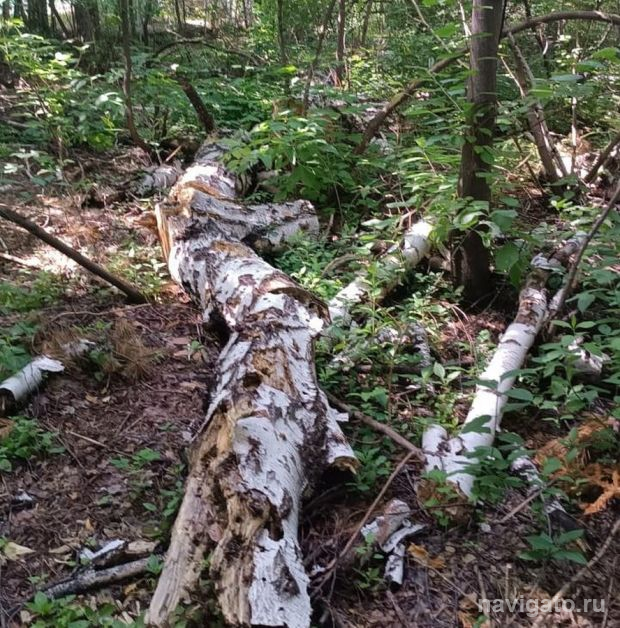 В лесу проведут субботник