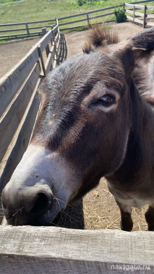 В зоопарк – бесплатно