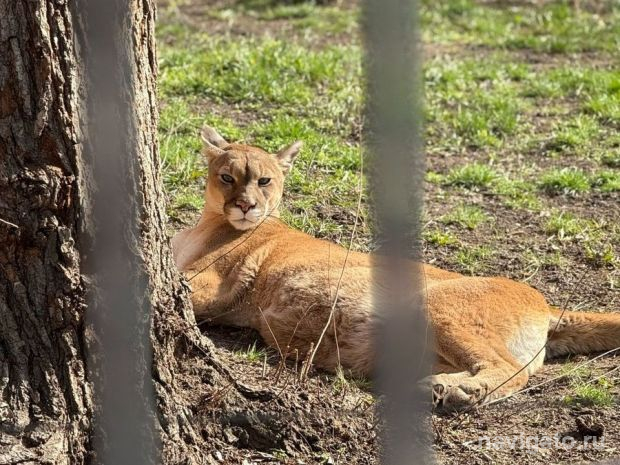 В зоопарк – бесплатно