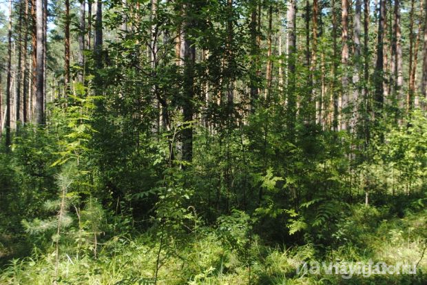 Вернули в «зелёный фонд»