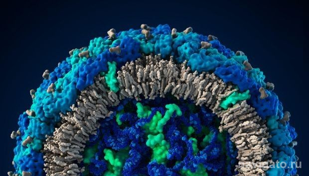 Вирус, убивающий опухоль