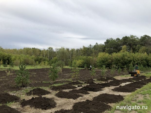 Восстанавливают лес