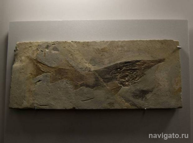 Замерли на тысячелетия