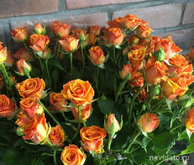 Здоровья и долголетия!