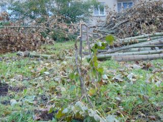 Сломанная липка