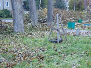 Все деревца были огорожены