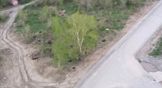 Тот погреб прямо под деревом