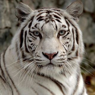 Бенгальский тигр