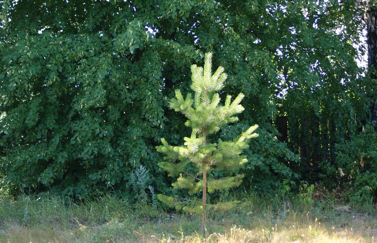 Сосна банкса. Сосна обыкновенная многоствольная. Сосна обыкновенная воронеж. Пиния дерево хвойное. Двухвойные сосны.