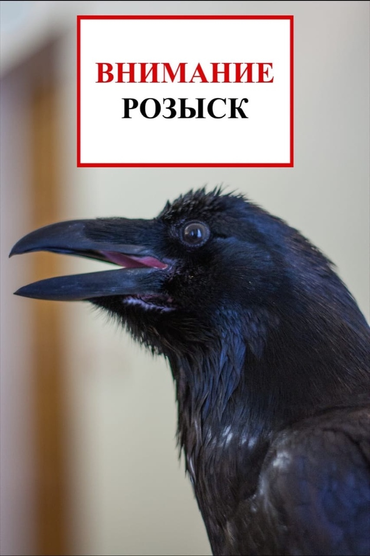 говорящий ворон говорит а. карлуша говорящий ворон. ворон карлуша. ворон карлуша разговаривает. говорящий ворон.