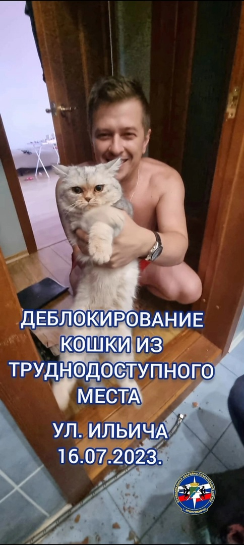 Спасите кошку картинка