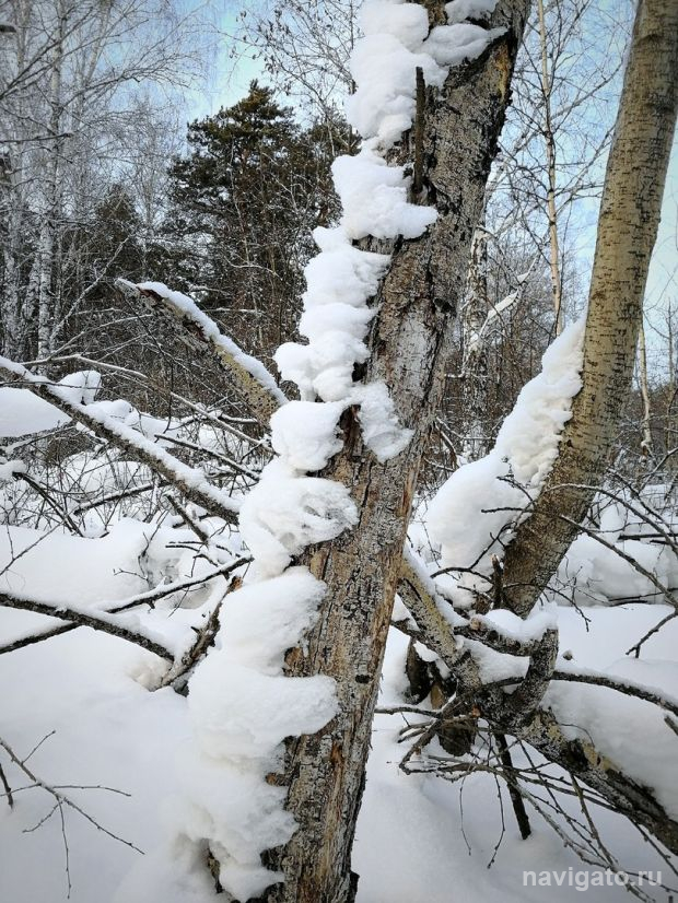 Жителям Новосибирской области разрешили собирать валежник