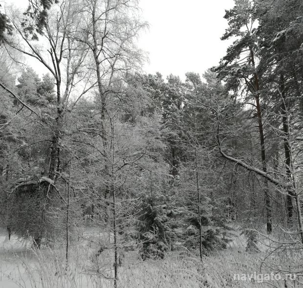 В минприроды и экологии НСО разъяснили, как собирать валежник