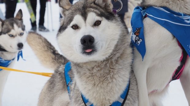 Новосибирцев приглашают на «Хаски-Фест 2019»