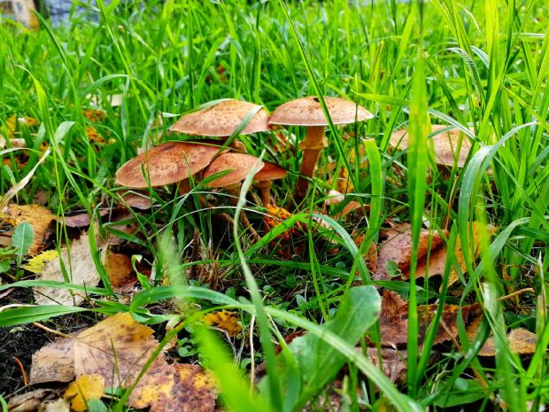 Фотовыставку «Природа родного края» привезут в Советский район