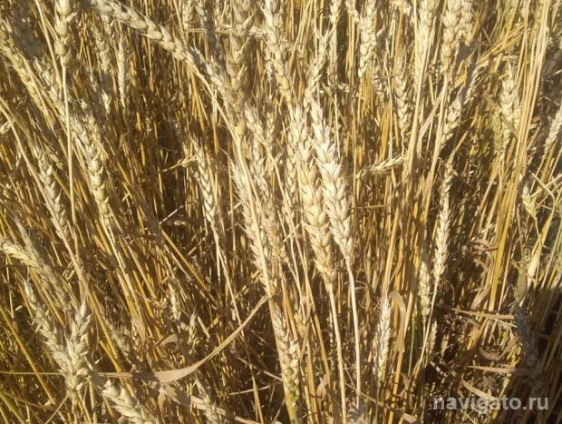 Андрей Травников поручил упростить оказание господдержки аграриям