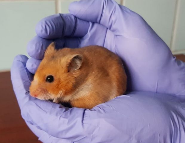 Ученые из Академгородка на хомячках проверили антитела к коронавирусу