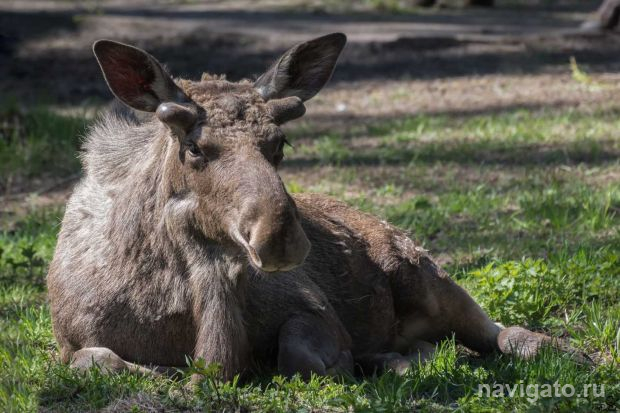 В Новосибирской области запретили охоту на лося