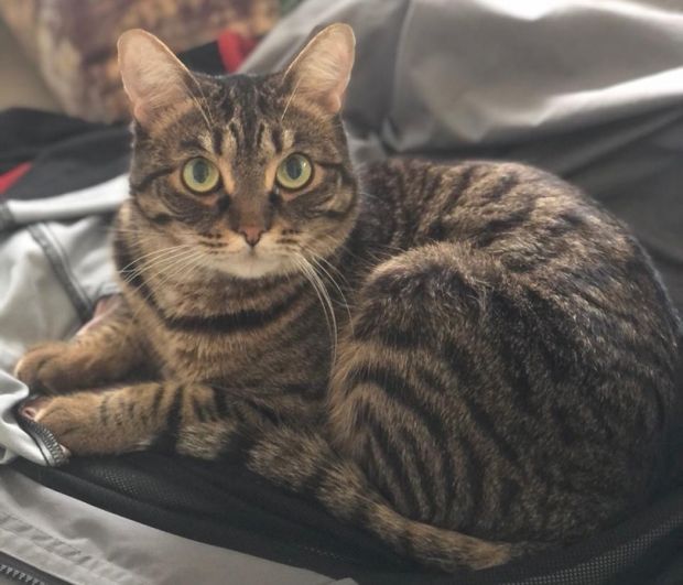 Об отлове, стерилизации и других проблемах с бездомными животными расскажут в мэрии